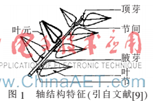基于构筑模型的植物动态生长研究