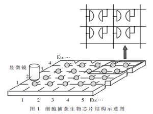高通量可尋址細(xì)胞捕獲芯片控制系統(tǒng)的設(shè)計